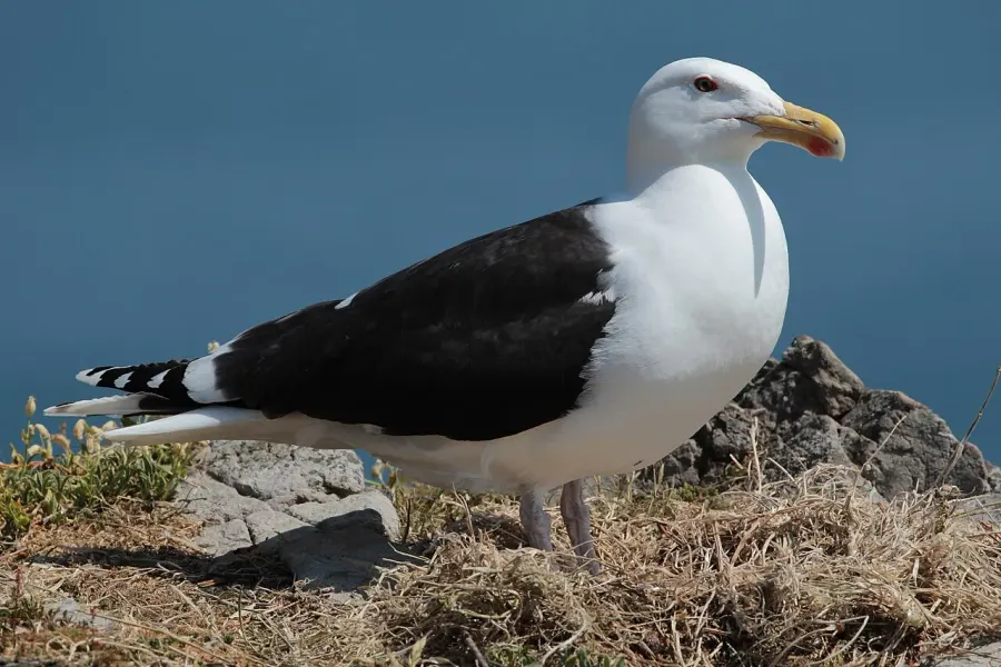 La carte Larus