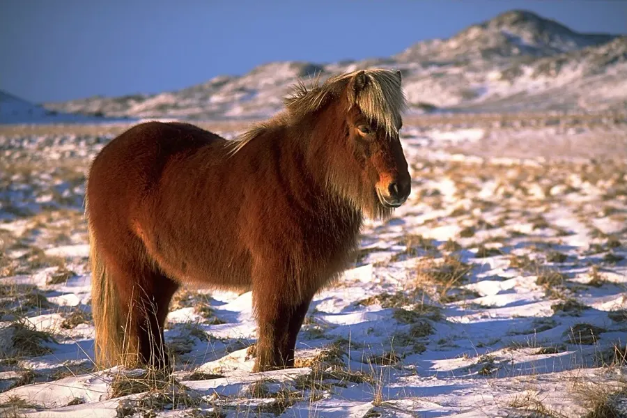 La carte Poney