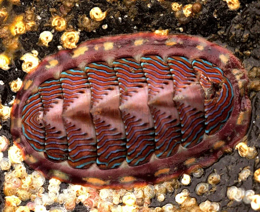 The Chiton card