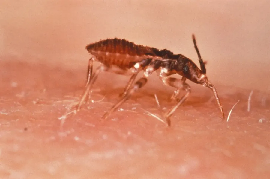 La carte Triatoma