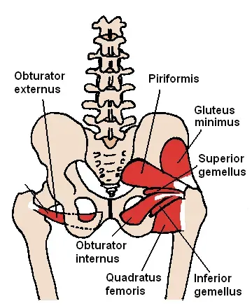 The Inferior gemellus muscle card