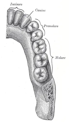 The Molar card