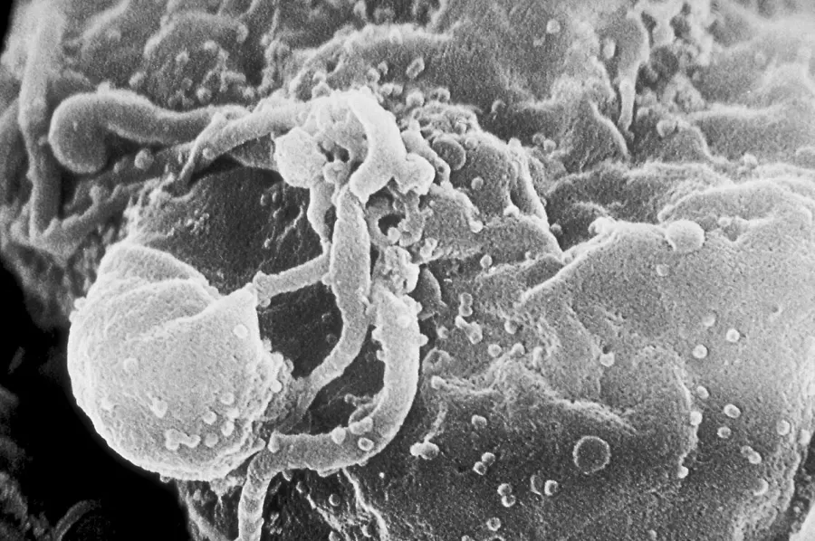 La carte Retroviridae