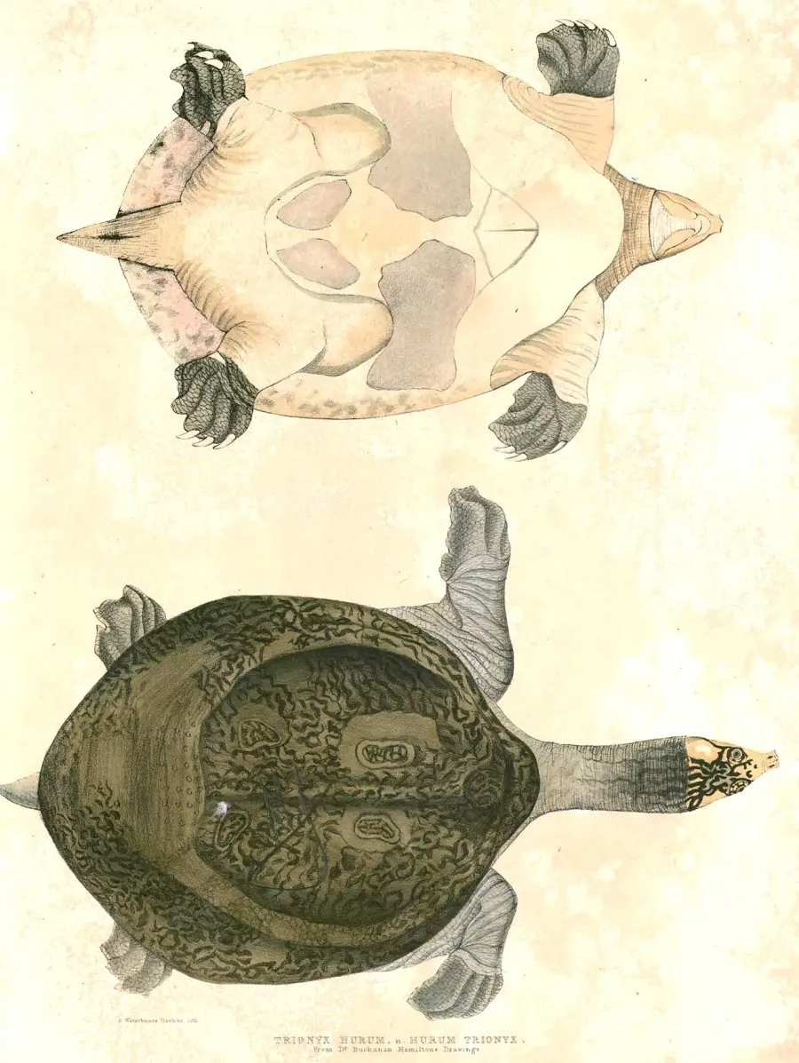 The Indian peacock softshell turtle card