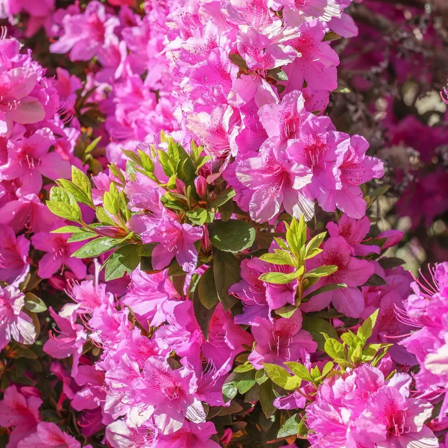 The Rhododendron card