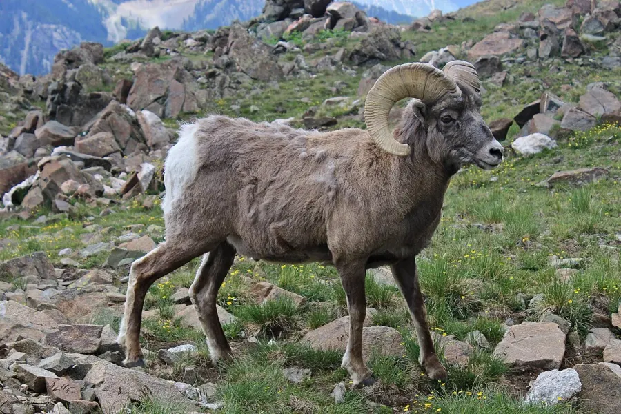 The Bighorn sheep card