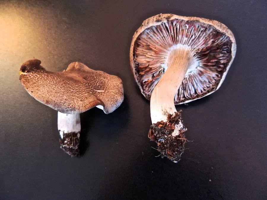 The Tricholoma orirubens card