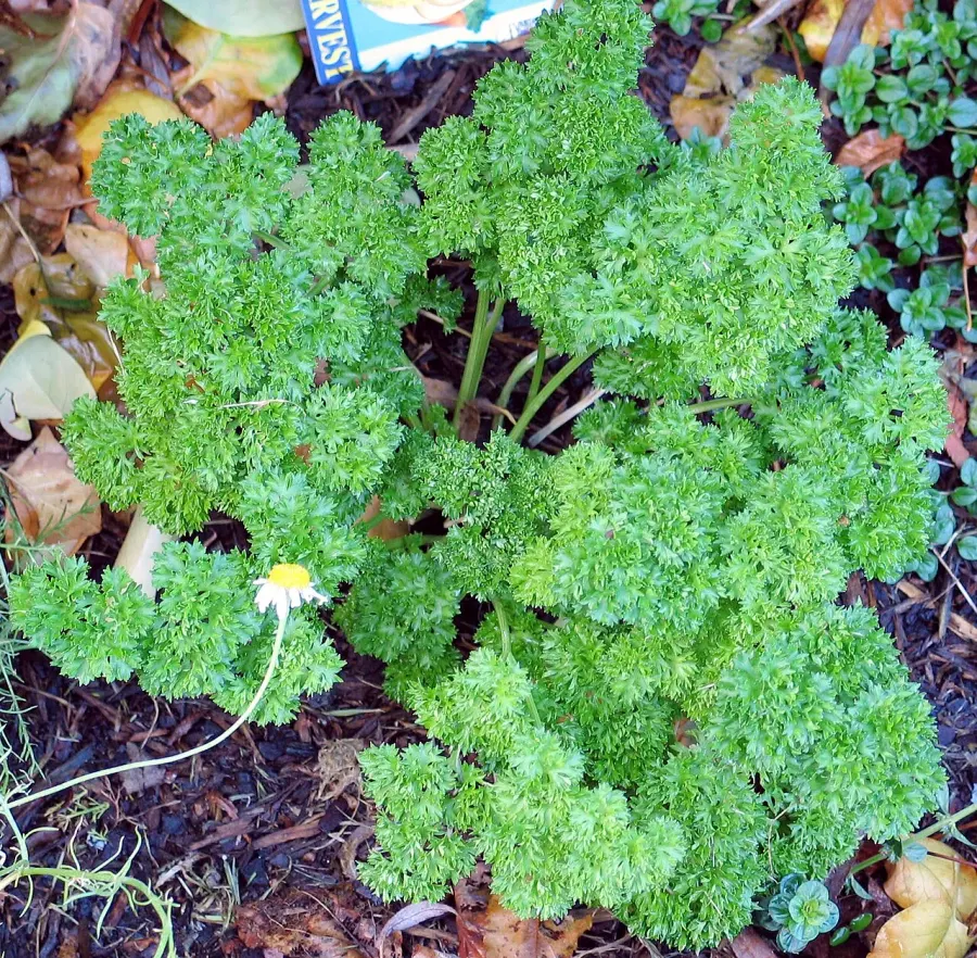 La carte Plante bisannuelle