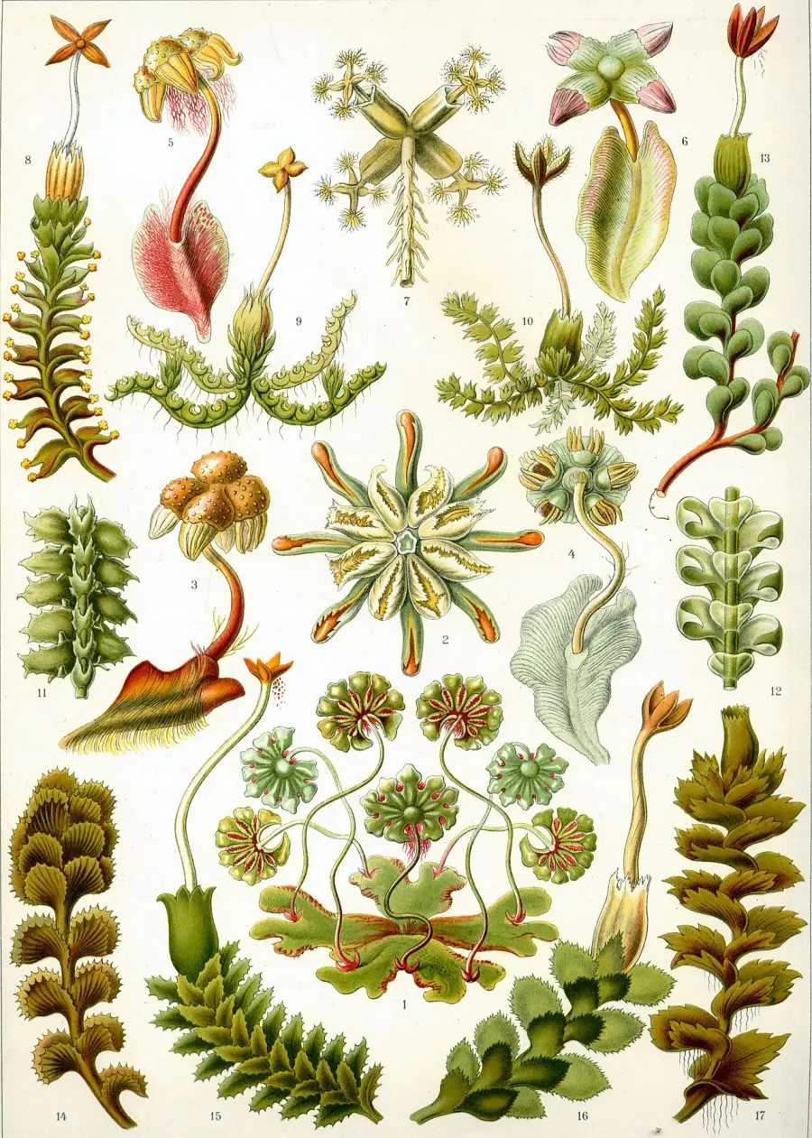 The Liverwort card