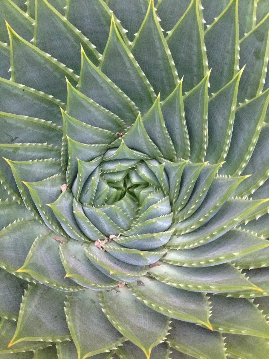 La carte Plante succulente