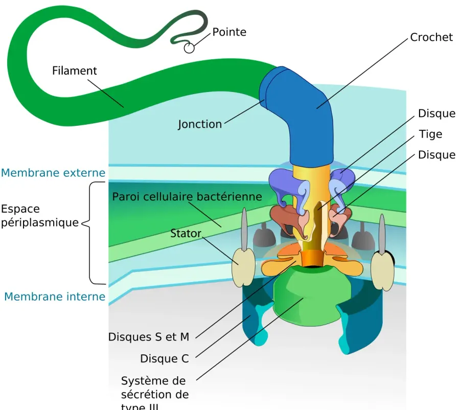 La carte Flagelle