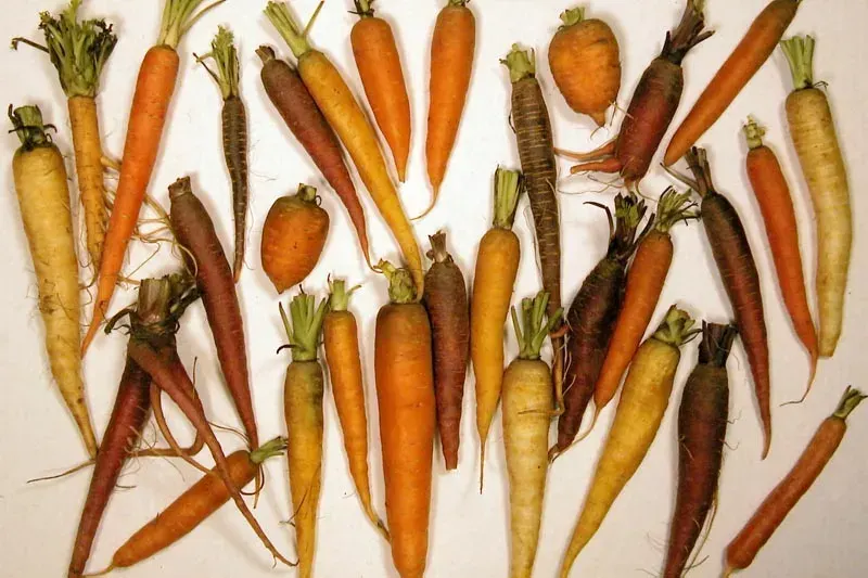 The Carotene card