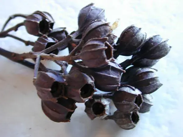 La carte Angophora