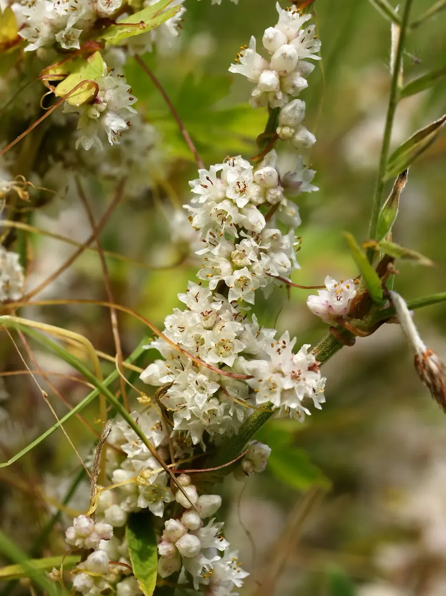 The Cuscuta card