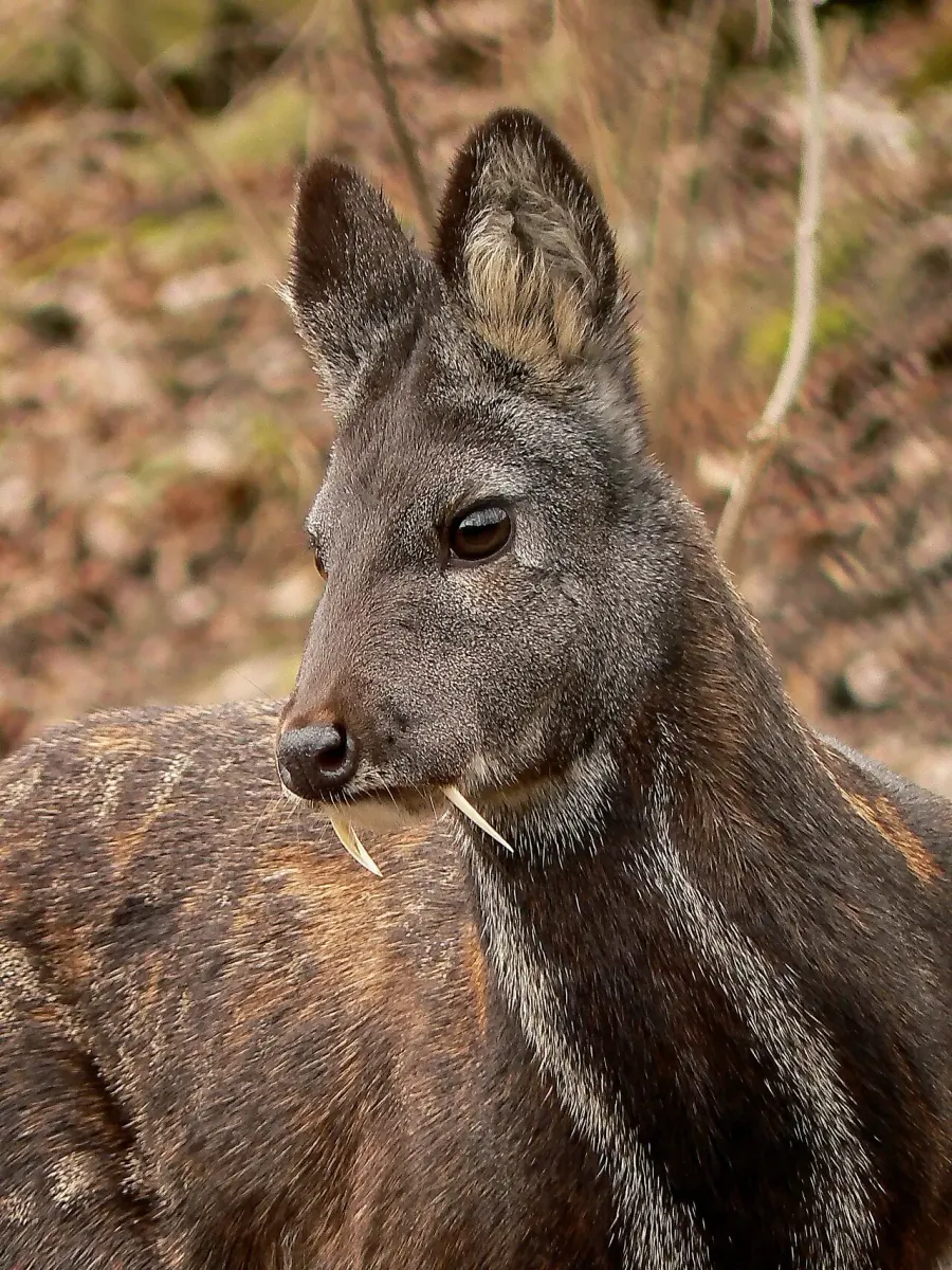 The Siberian musk deer card