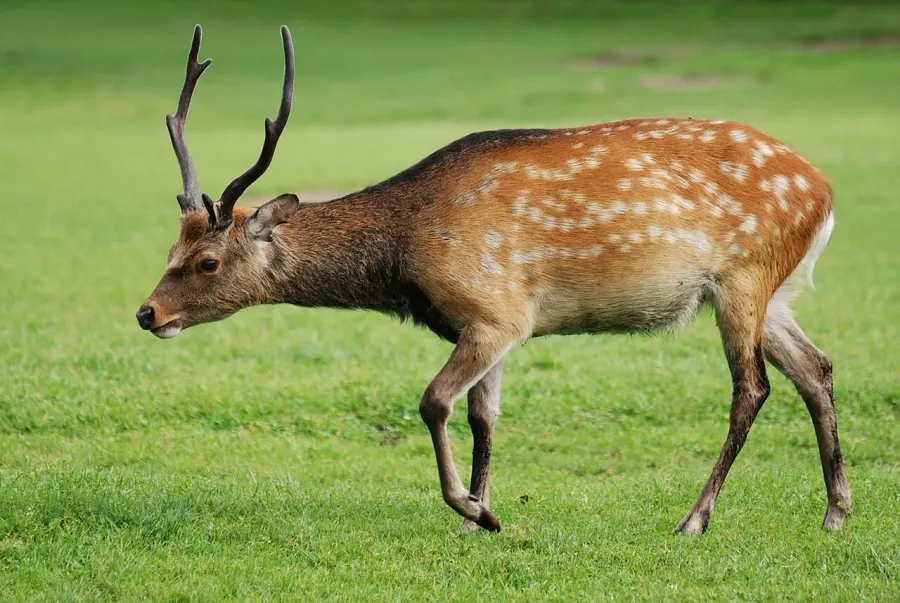 The Sika deer card