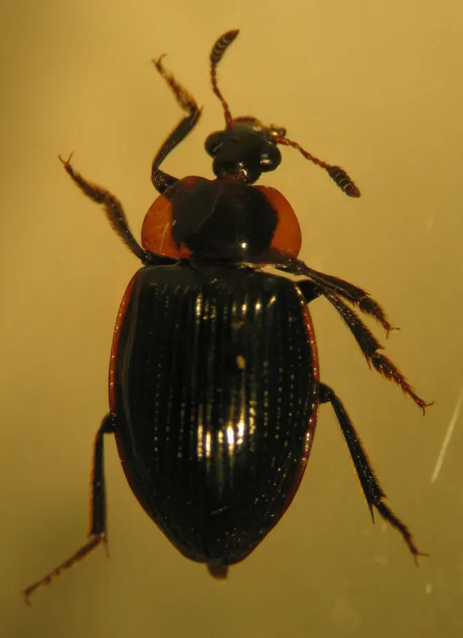 La carte Agyrtidae