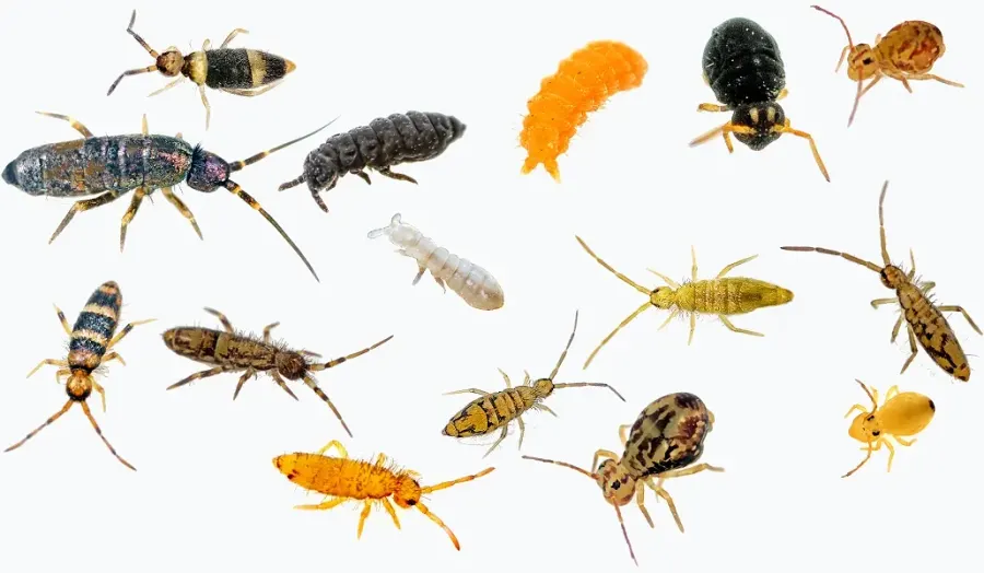 The Springtail card