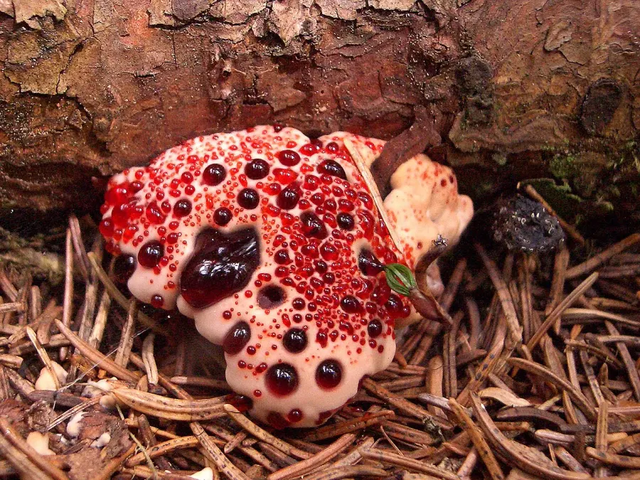 La carte Hydnellum peckii