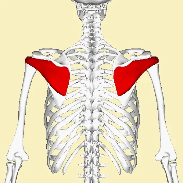 La carte Muscle infra-épineux
