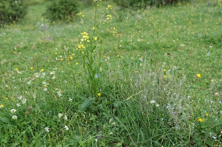 La carte Plante herbacée