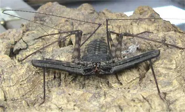 La carte Amblypygi