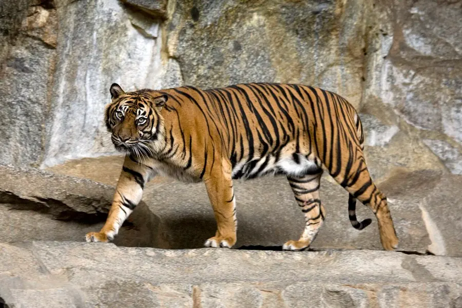 La carte Tigre de Sumatra