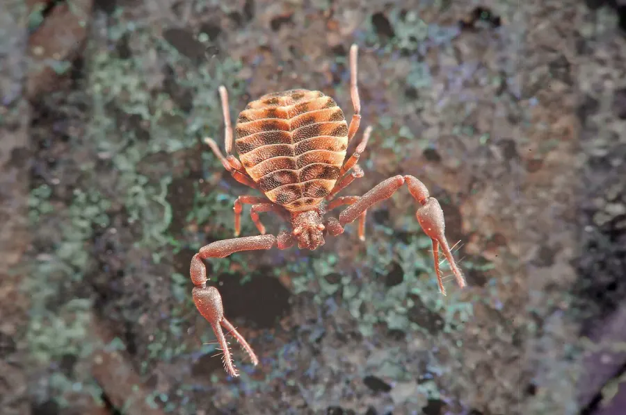 La carte Pseudoscorpiones