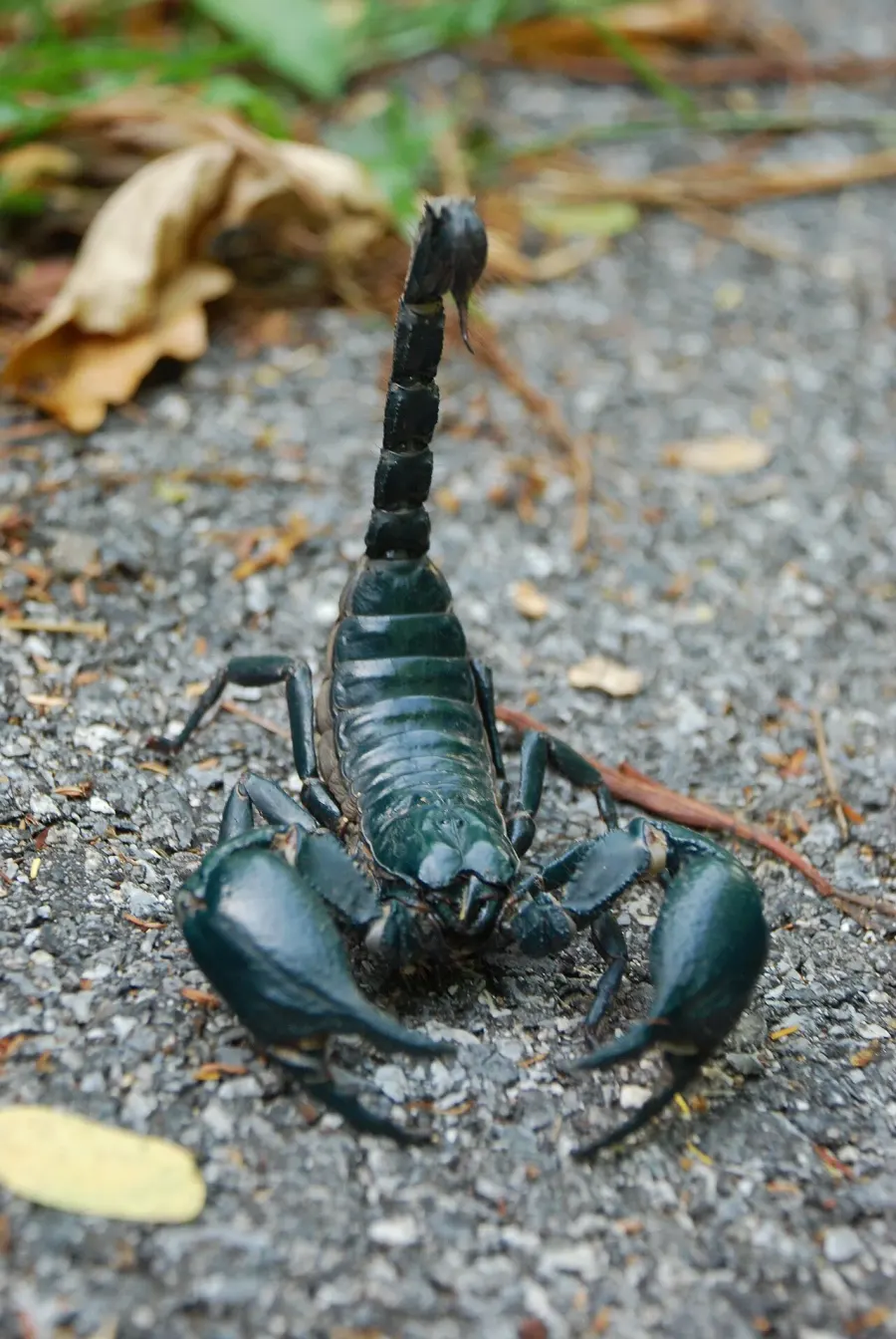 La carte Scorpiones
