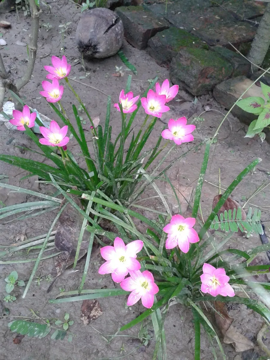 La carte Zephyranthes
