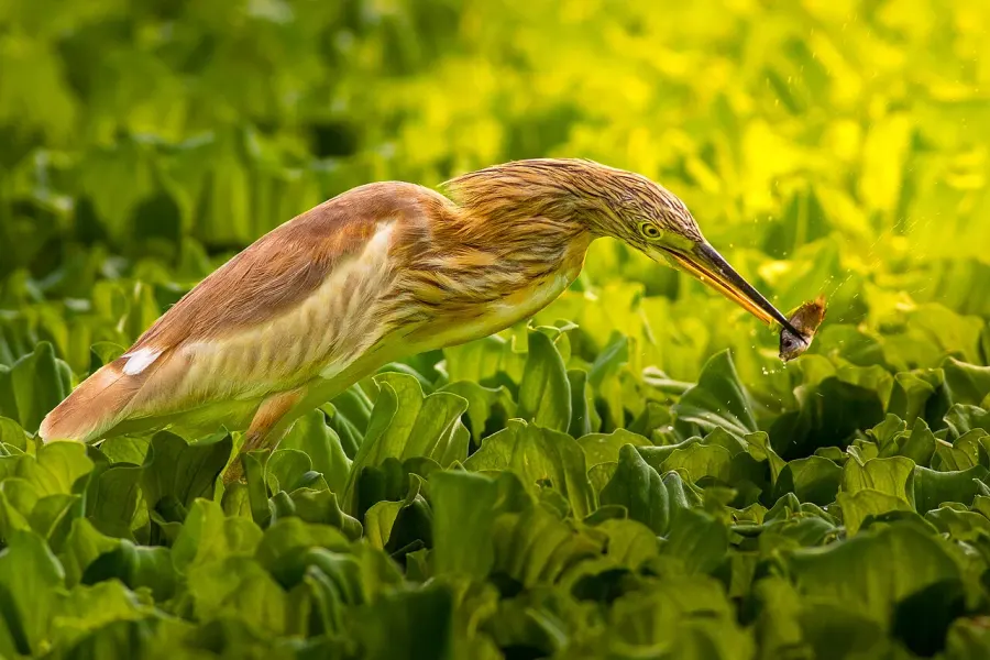 The Squacco heron card