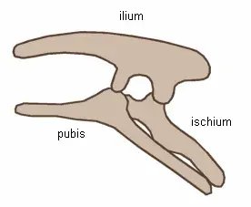 La carte Ornithischia