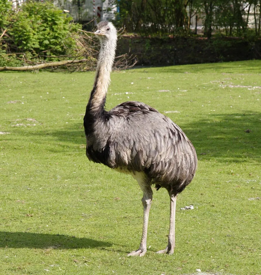 La carte Rhea