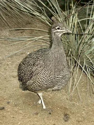 The Tinamou card