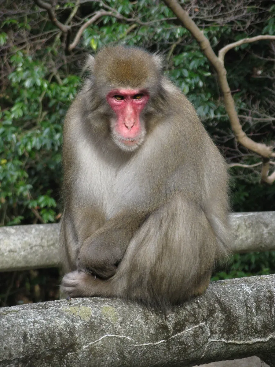 La carte Macaque japonais