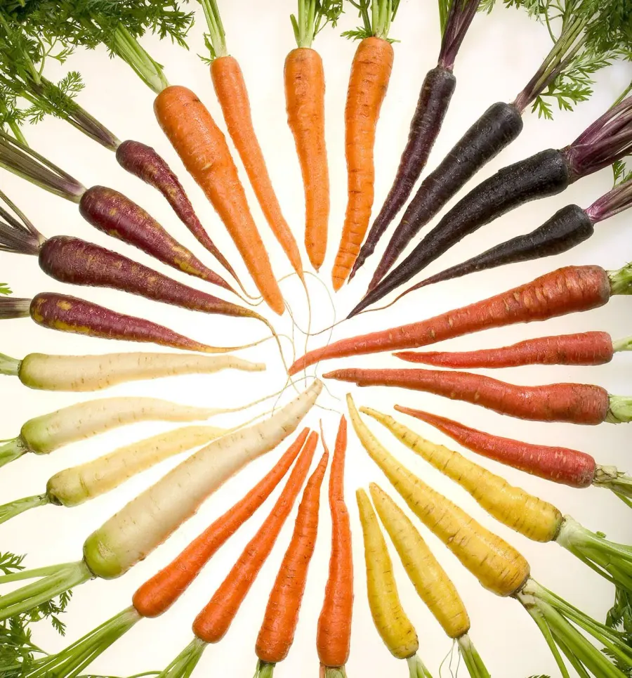 The Carotenoid card