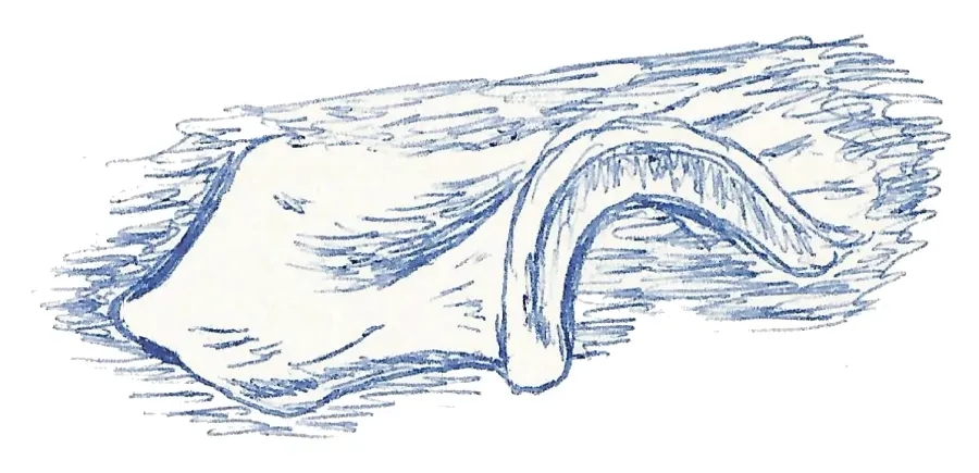 The Iliosuchus card
