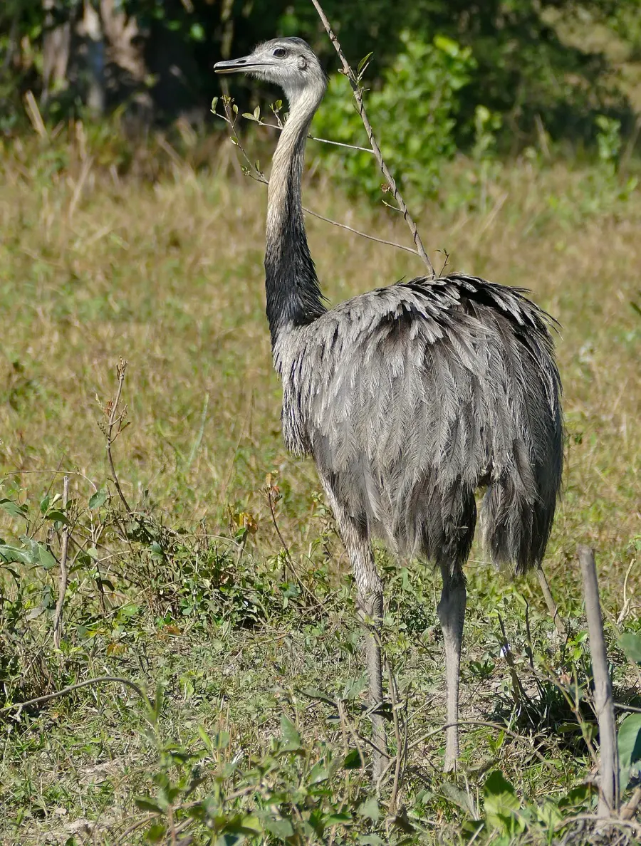 The Greater rhea card