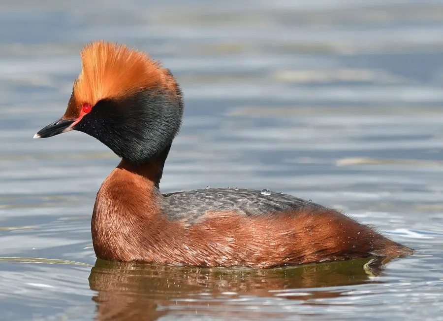 The Horned grebe card