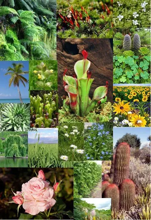 La carte Embryophyta