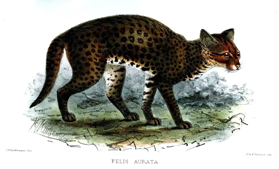 La carte Chat doré d'Afrique
