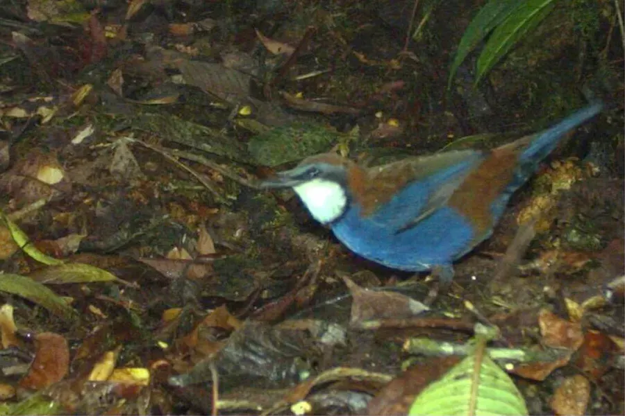 The Chestnut-backed jewel-babbler card