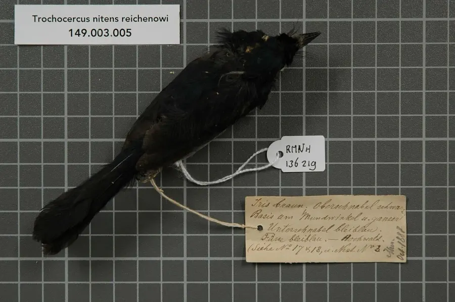 The Blue-headed crested flycatcher card
