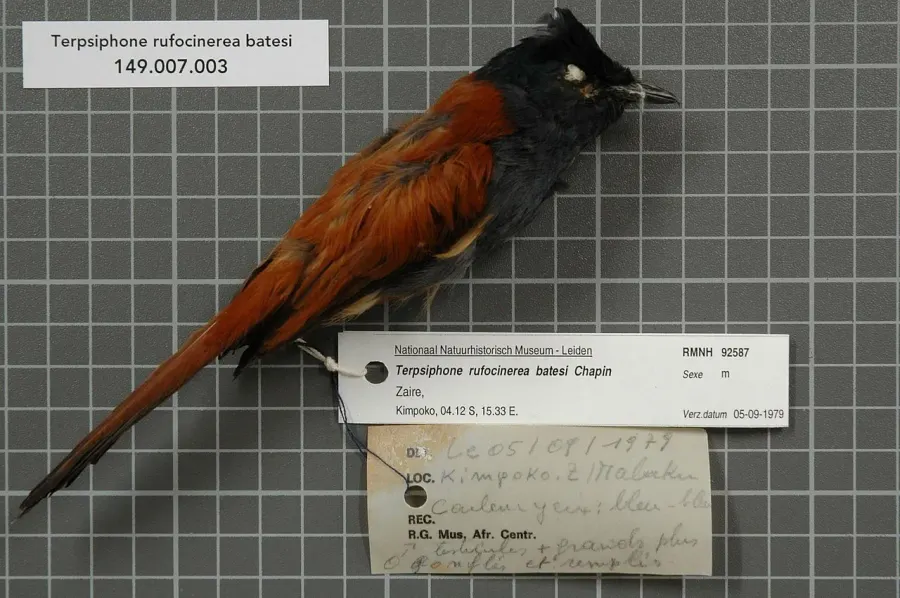 The Rufous-vented paradise flycatcher card