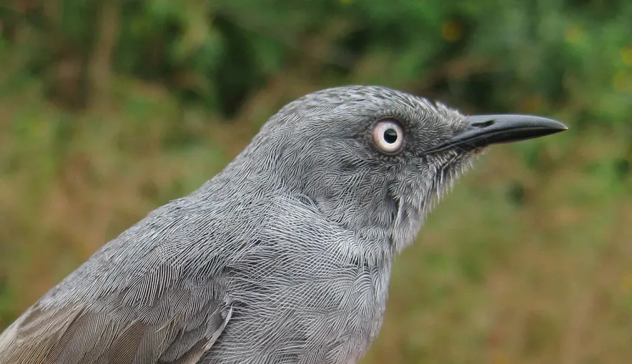 The Sierra Leone prinia card