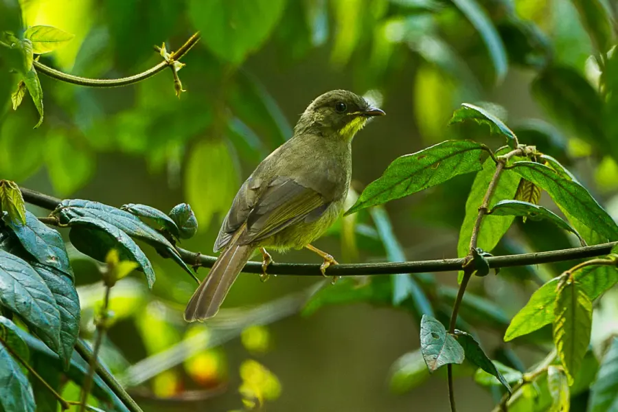 La carte Bulbul à moustaches jaunes