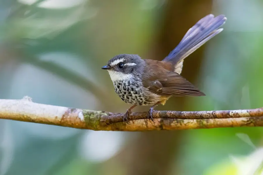 The New Caledonian streaked fantail card