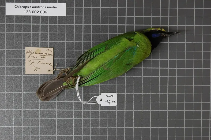 La carte Verdin de Sumatra