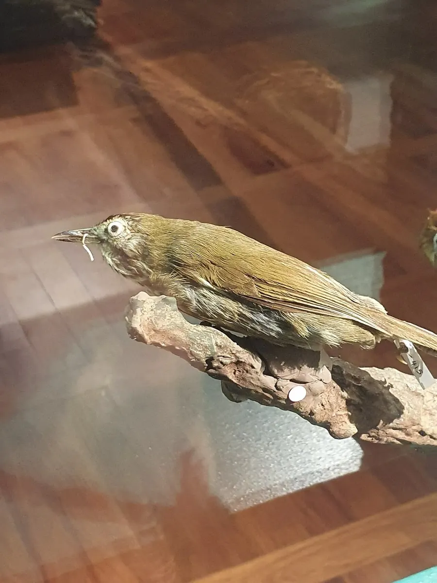 The Panay striped babbler card