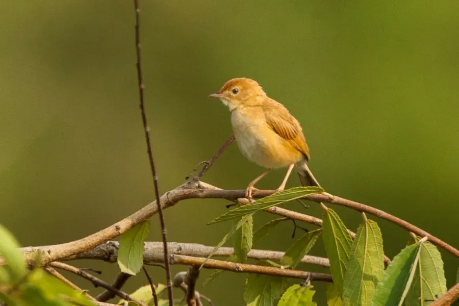The Foxy cisticola card
